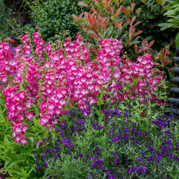 Penstemon 'Arabesque Orchid'
