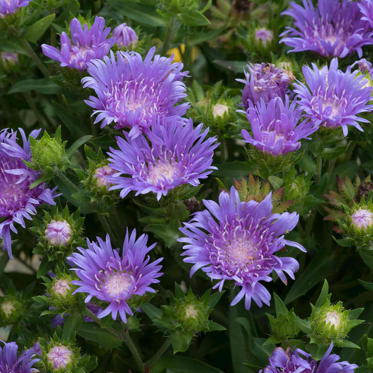 Stokesia 'Mels Blue'