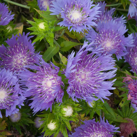 Stokesia 'Mels Blue'