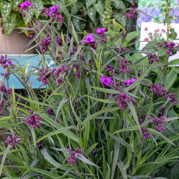 Tradescantia 'Js Brainstorm'