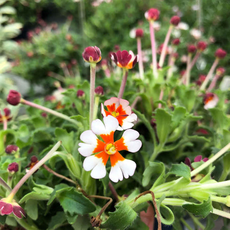 Zaluzianskya 'Orange Eye'