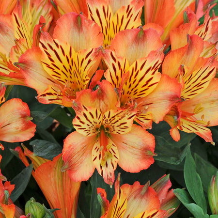 Alstroemeria Inticancha Collection