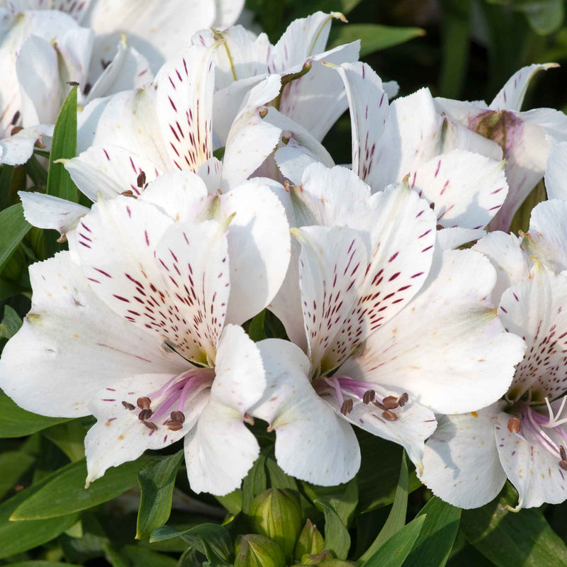 Alstroemeria 'Inticancha White Magic'