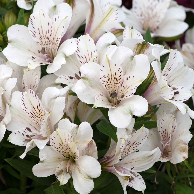 Alstroemeria 'Inticancha White Magic'
