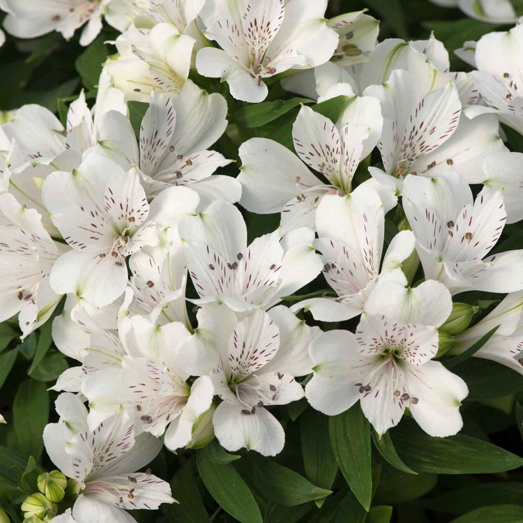 Alstroemeria 'Inticancha White Magic'