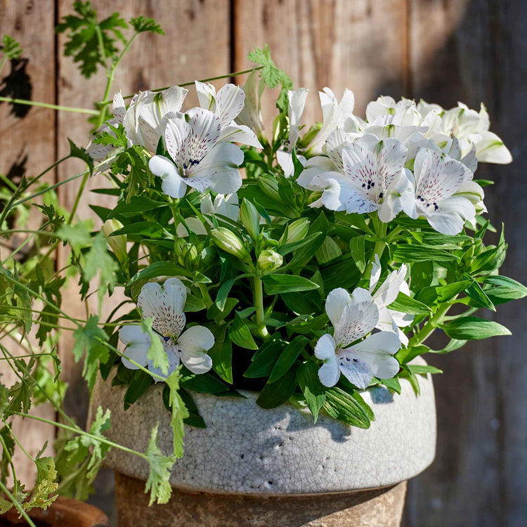 Alstroemeria 'Inticancha White Magic'