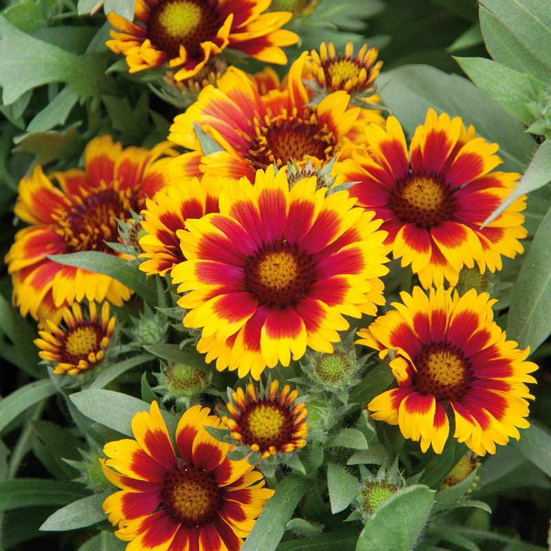 Gaillardia 'Arizonia Sun'