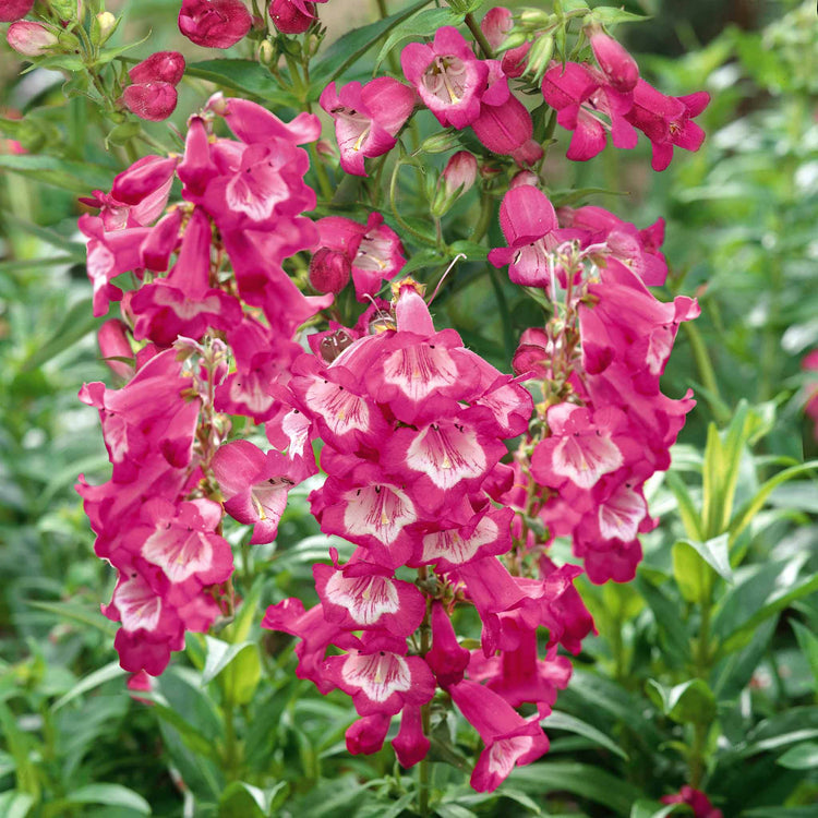 Penstemon Collection