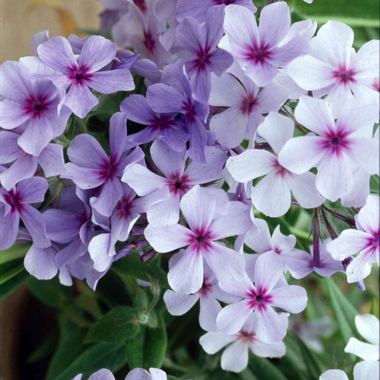 Phlox 'Pink A Dot'
