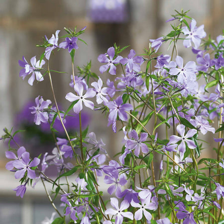 Phlox divaricata laphamii 'Chattahoochee'