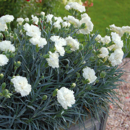 Dianthus Pinks Collection