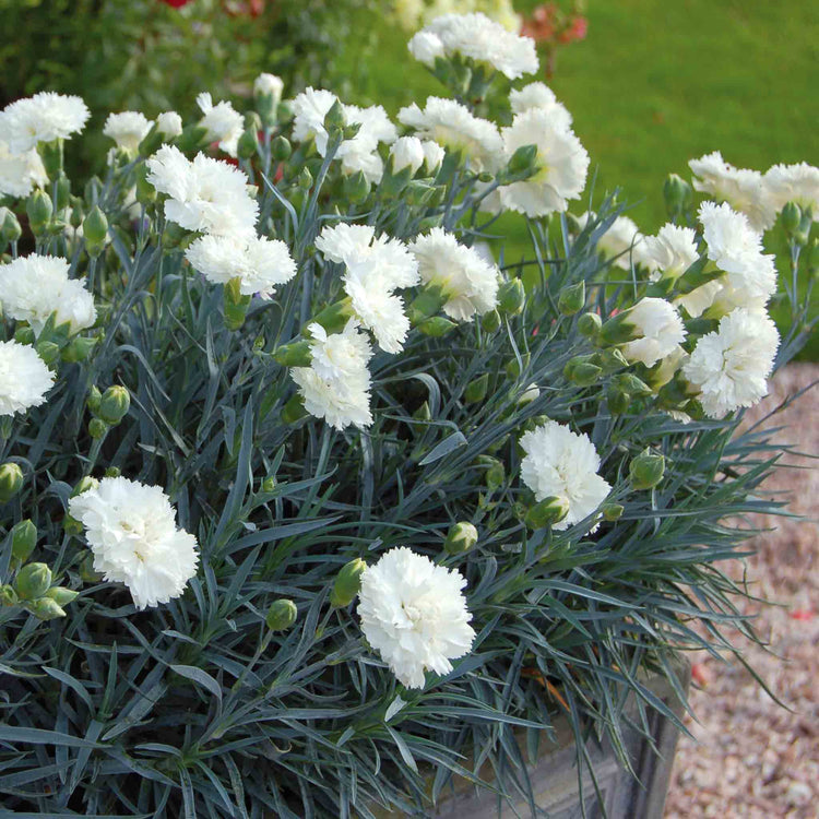 Dianthus Pinks Collection