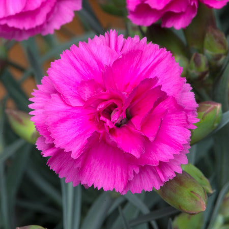 Dianthus Pinks Collection