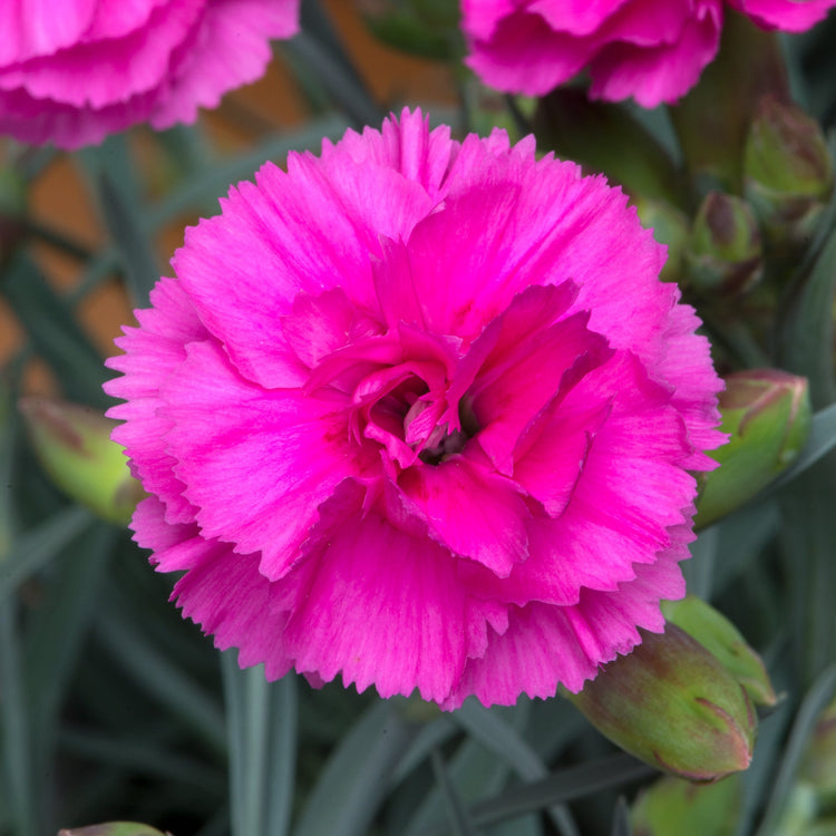 Dianthus Pinks Collection