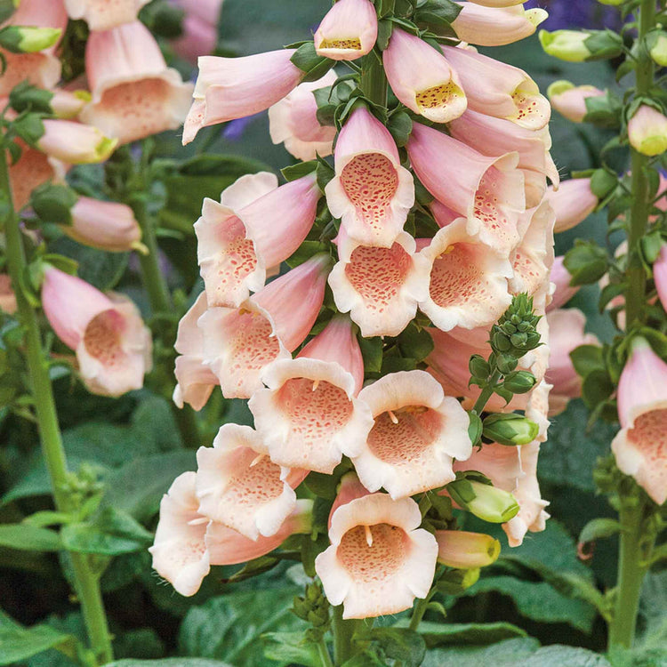 Digitalis 'Dalmatian Peach'