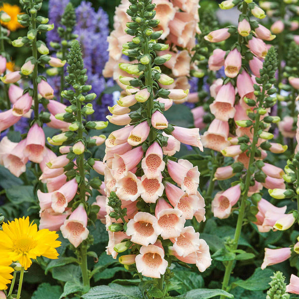 Digitalis 'Dalmatian Peach'