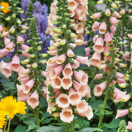 Digitalis Tall Collection
