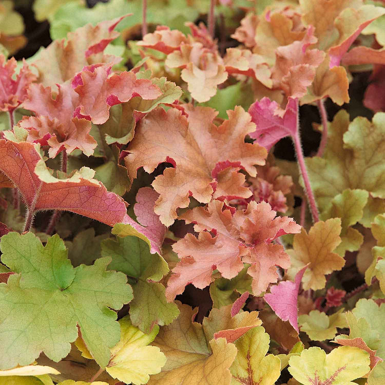Heuchera ‘Marmalade’