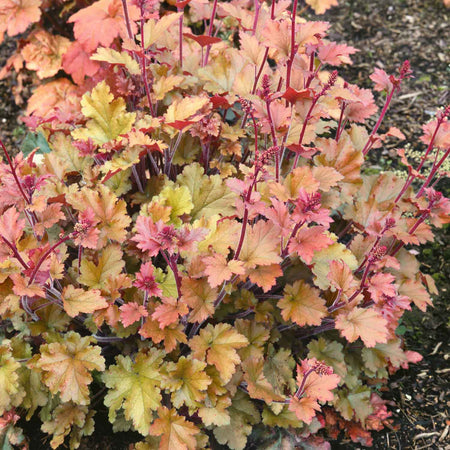 Heuchera ‘Marmalade’
