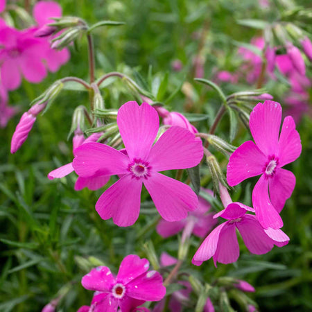 Phlox 'McDaniels Cushion'