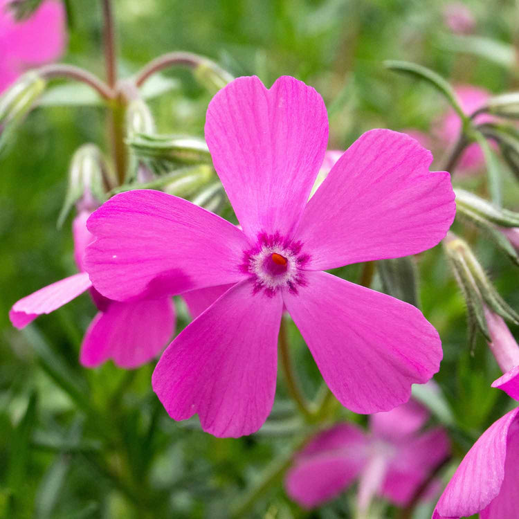 Phlox 'McDaniels Cushion'