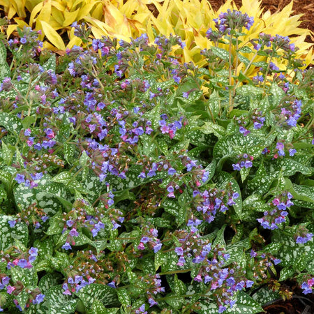Pulmonaria 'Trevi Fountain'