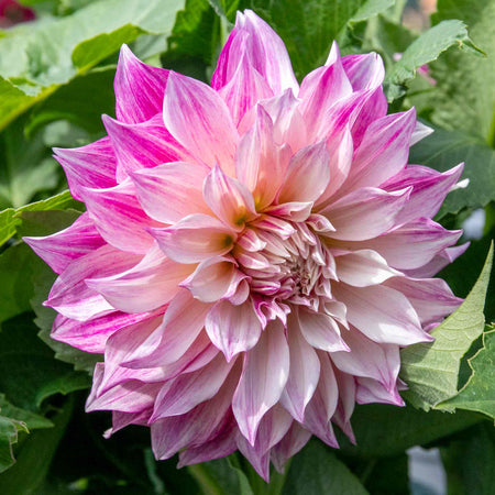 Dahlia 'Cafe au Lait Royale'
