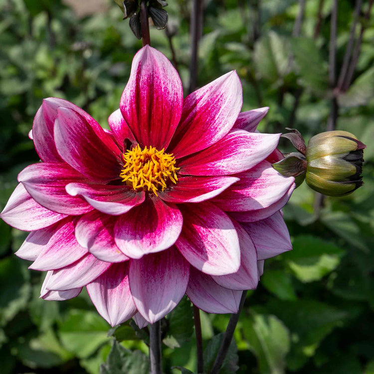 Dahlia 'Davina Michelle'