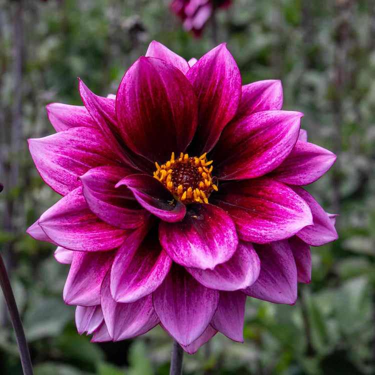 Dahlia 'Davina Michelle'