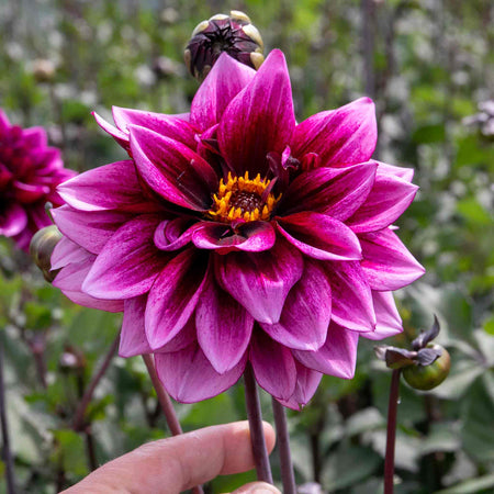 Dahlia 'Davina Michelle'