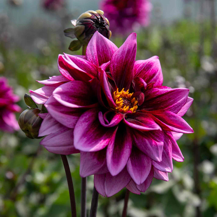 Dahlia 'Davina Michelle'