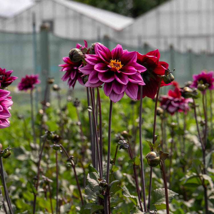 Dahlia 'Davina Michelle'