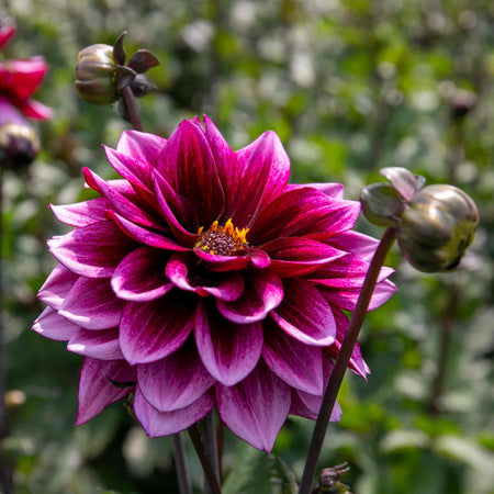 Dahlia 'Davina Michelle'