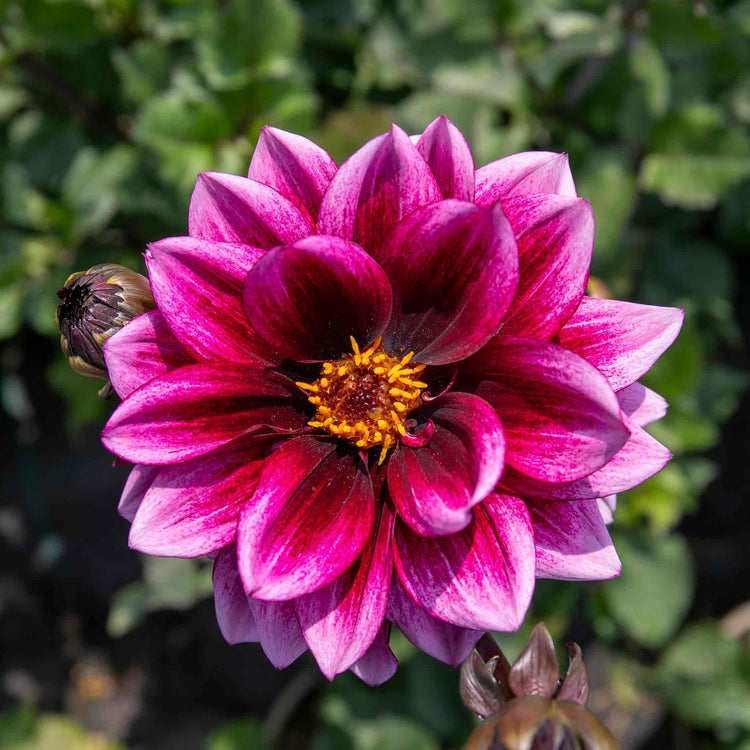 Dahlia 'Davina Michelle'
