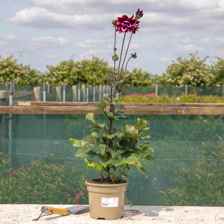 Dahlia 'Davina Michelle'