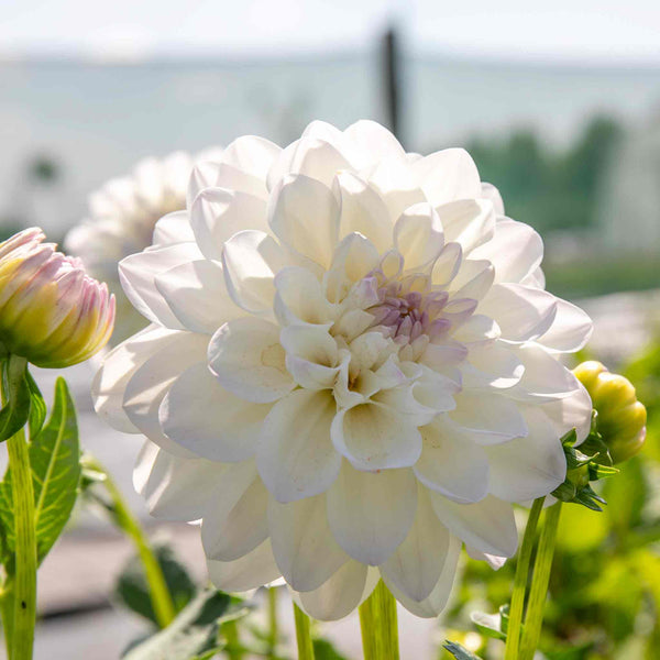 Dahlia 'Eveline'