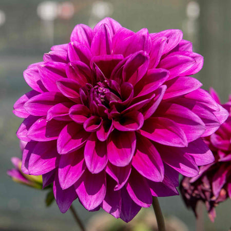 Dahlia 'Le Baron'