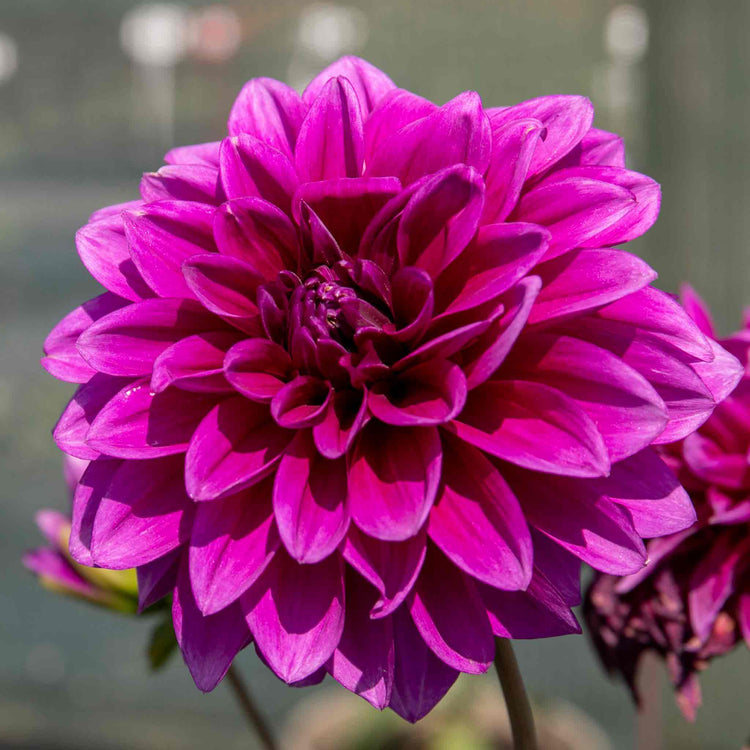 Dahlia 'Le Baron'