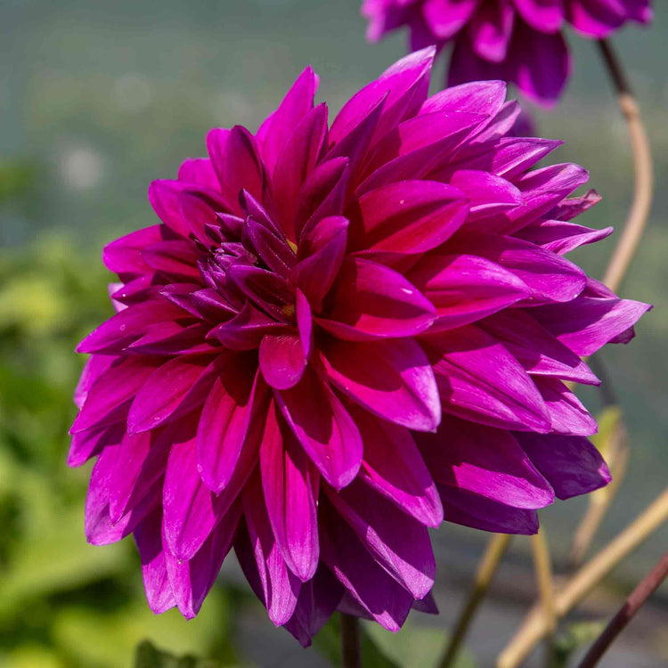 Dahlia 'Le Baron'