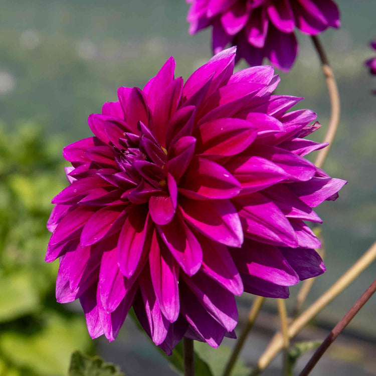 Dahlia 'Le Baron'