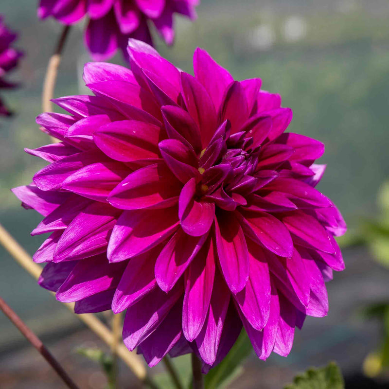 Dahlia 'Le Baron'