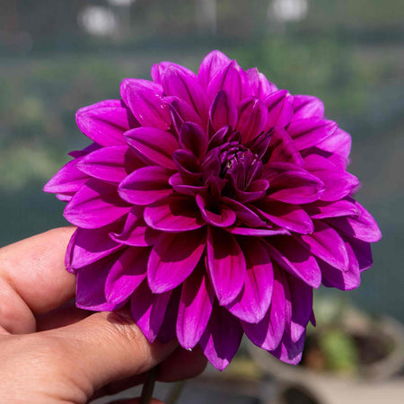 Dahlia 'Le Baron'