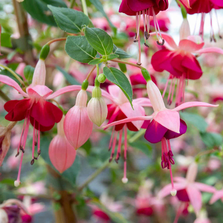 Fuchsia 'Paula Jane'
