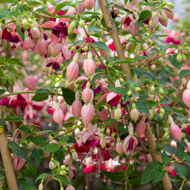 Fuchsia 'Paula Jane'