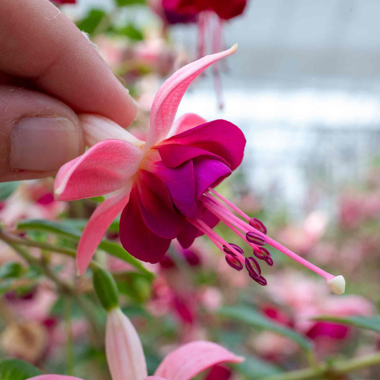 Fuchsia 'Paula Jane'