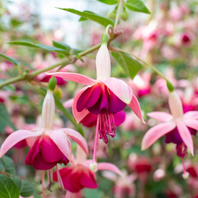 Fuchsia 'Paula Jane'
