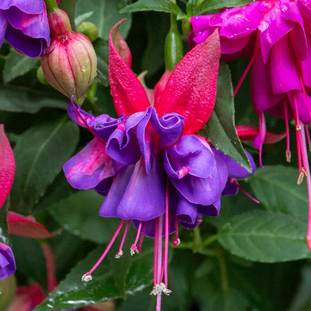 Fuchsia 'Winston Churchill'
