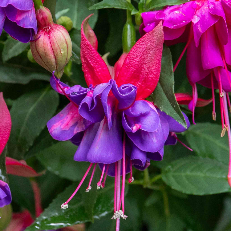 Fuchsia 'Winston Churchill'