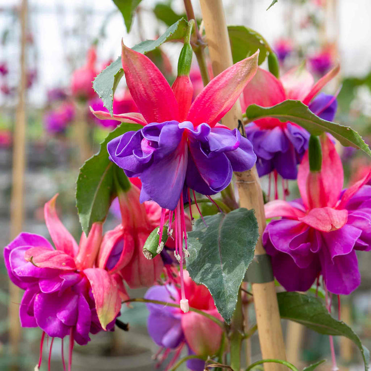 Fuchsia 'Winston Churchill'