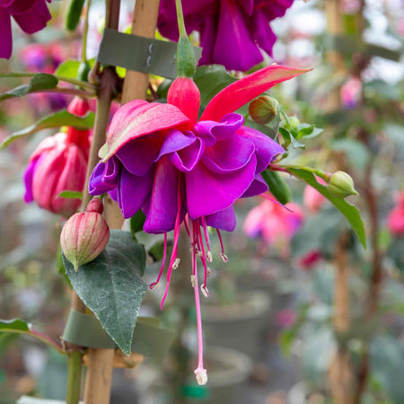 Fuchsia 'Winston Churchill'